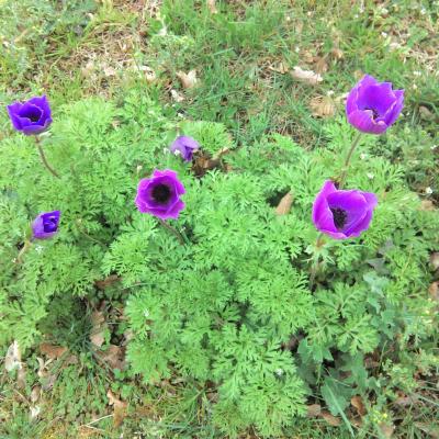 Plantes patrimoniales en Gironde