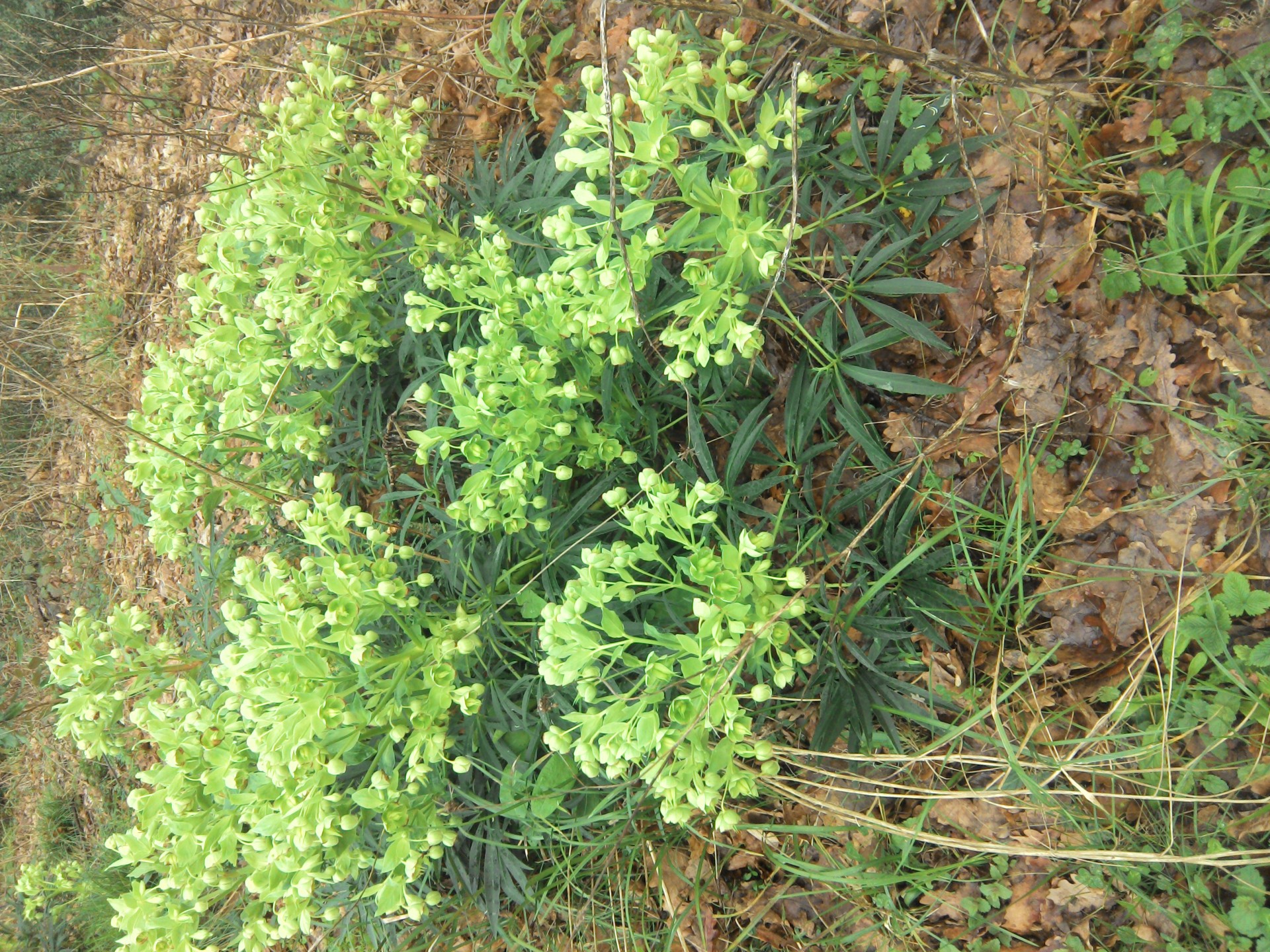 Hellébore fétide