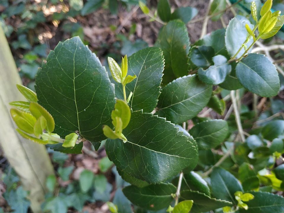 Filaire à larges feuilles