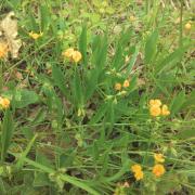 Chenille