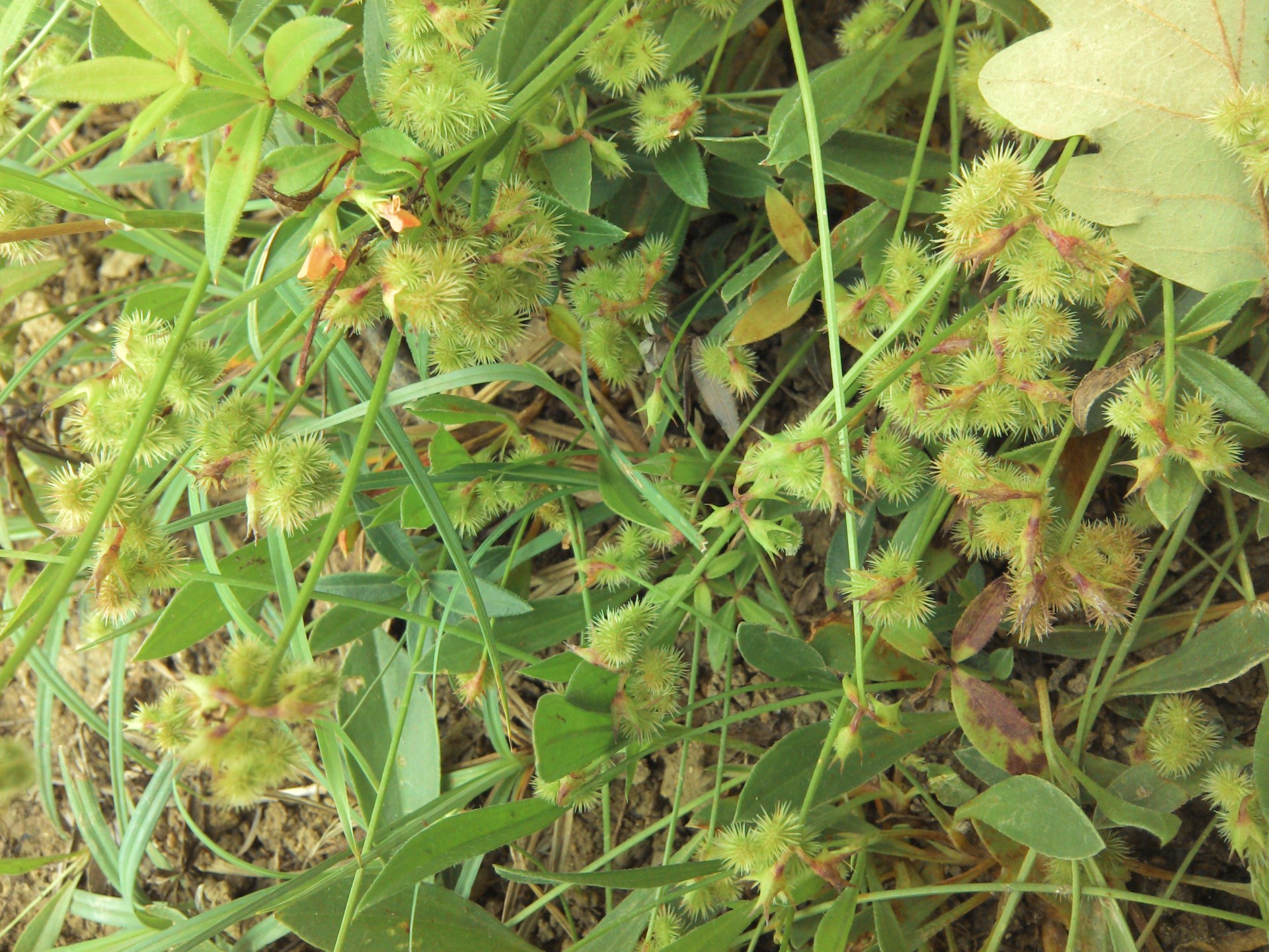 Fruits de la chenille