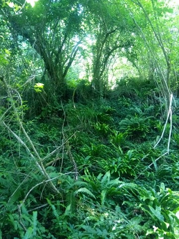 Foret ravin hoch